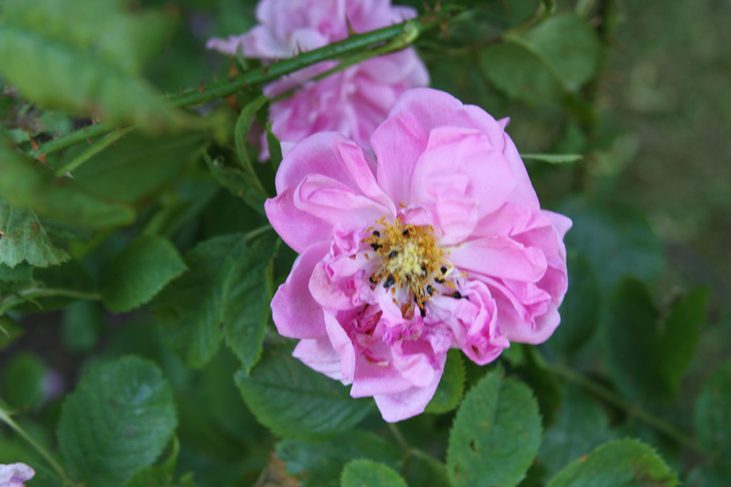 růže Rosa x damascena