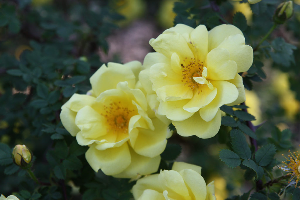 růže Rosa x harisonii