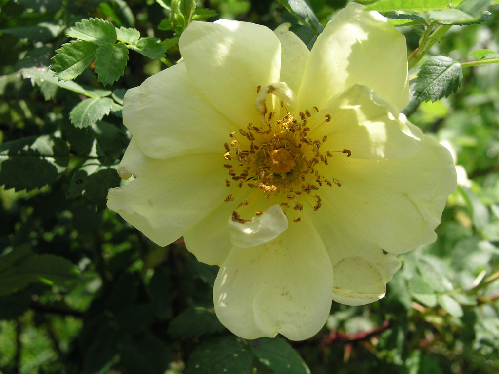 růže Rosa x harisonii