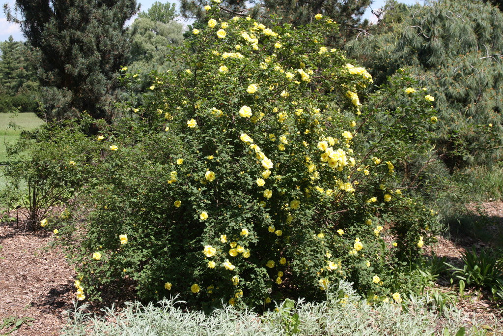 růže Rosa x harisonii