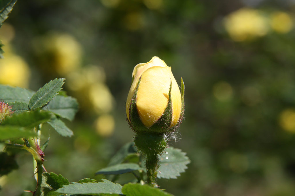 růže Rosa x harisonii