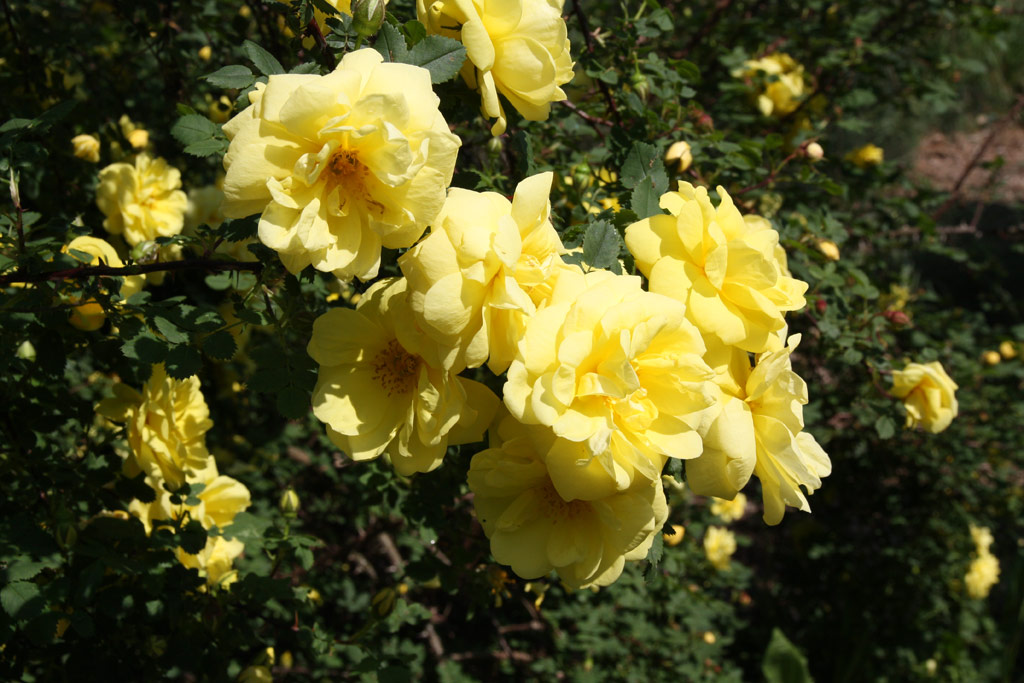 růže Rosa x harisonii