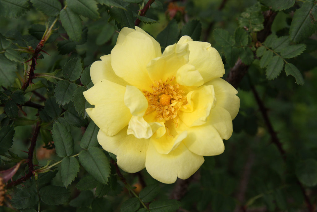 růže Rosa x harisonii