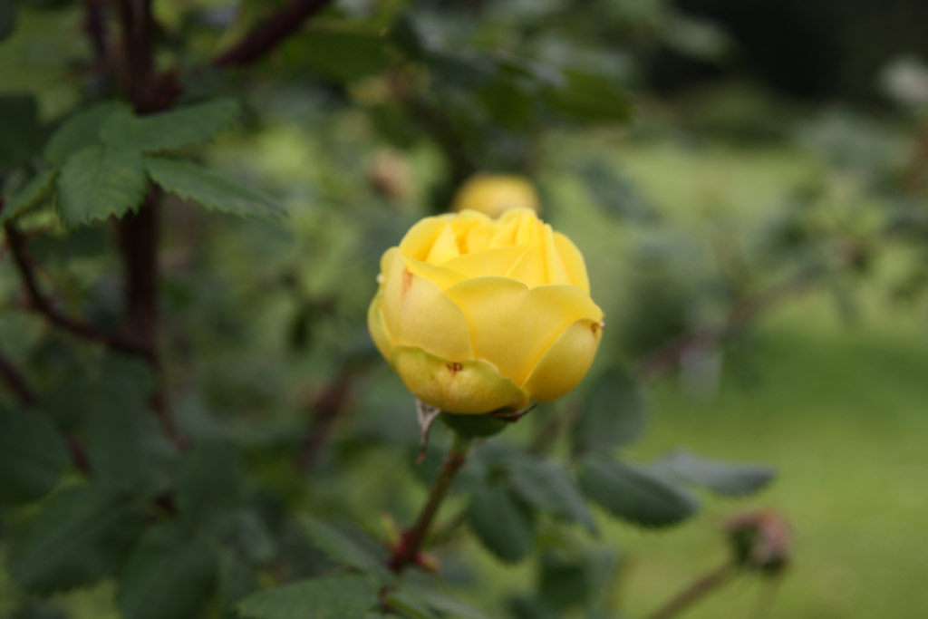 růže Rosa x harisonii