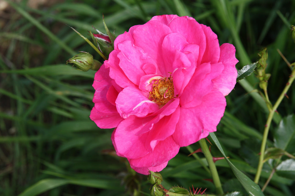 růže Rosa x kordesii