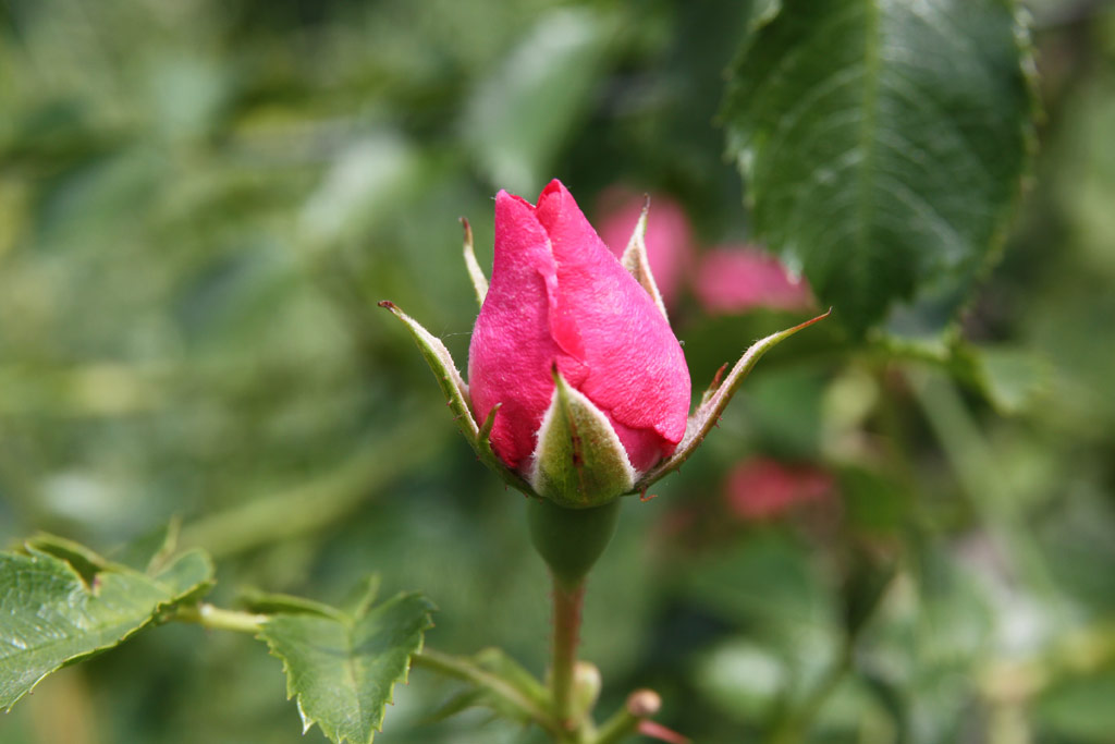 růže Rosa x kordesii