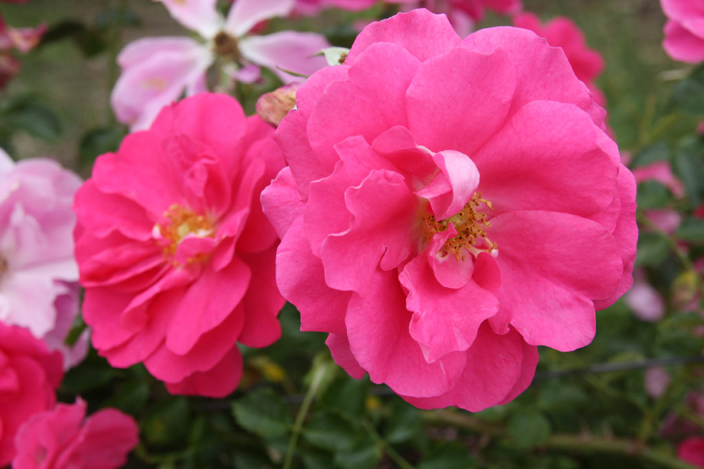 růže Rosa x kordesii