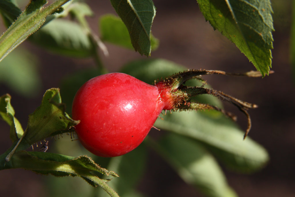 růže Rosa x marcyana