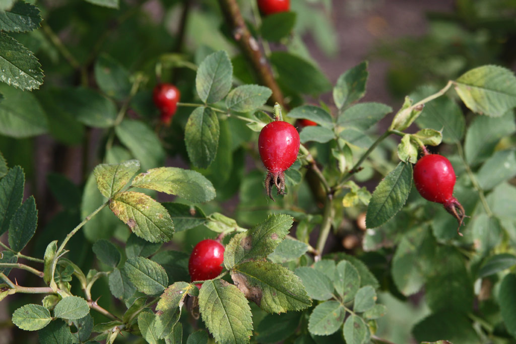 růže Rosa x marcyana