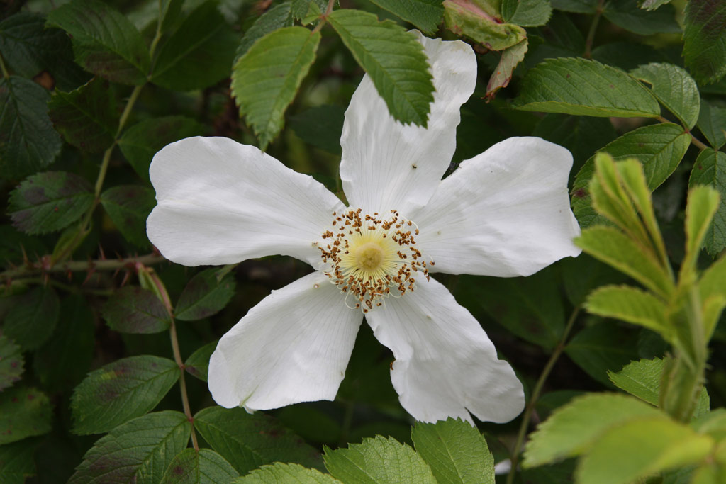 růže Rosa x paulii