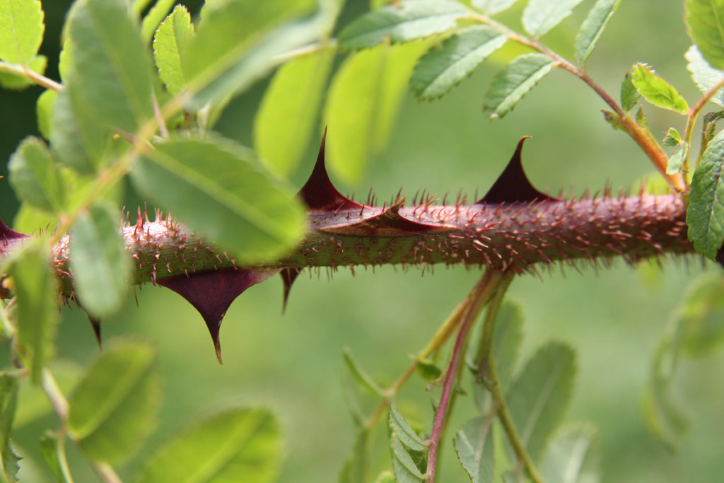 růže Rosa x pteragonis