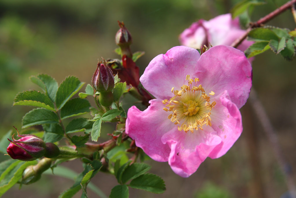 růže Rosa x reversa