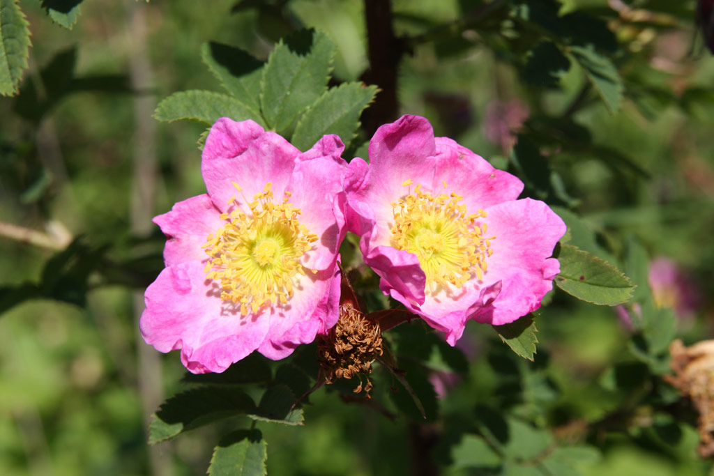 růže Rosa x reversa