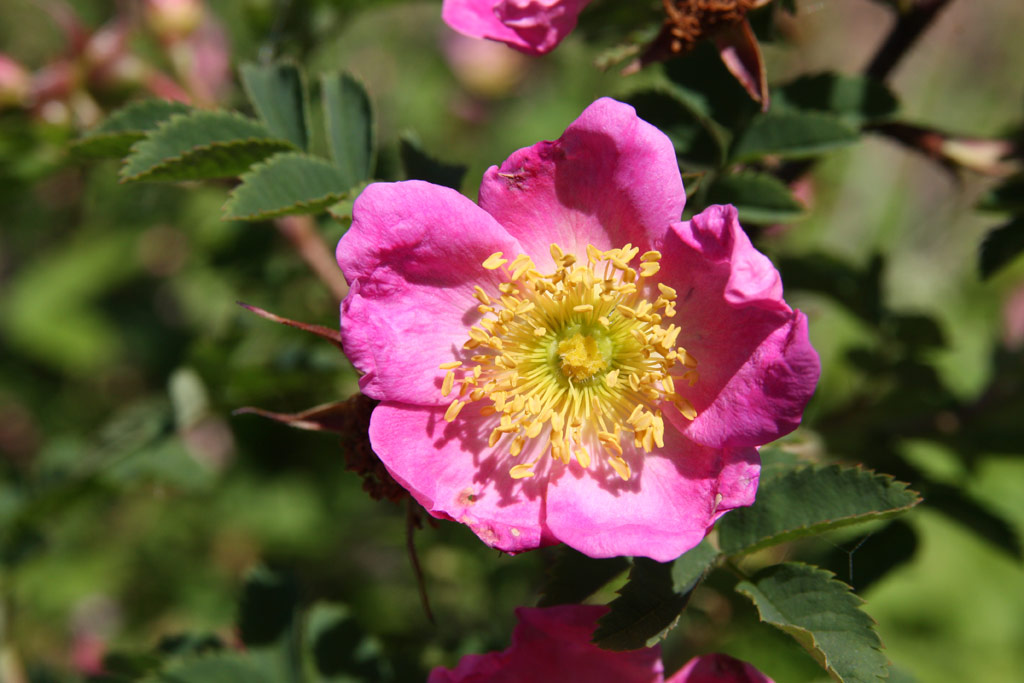 růže Rosa x reversa