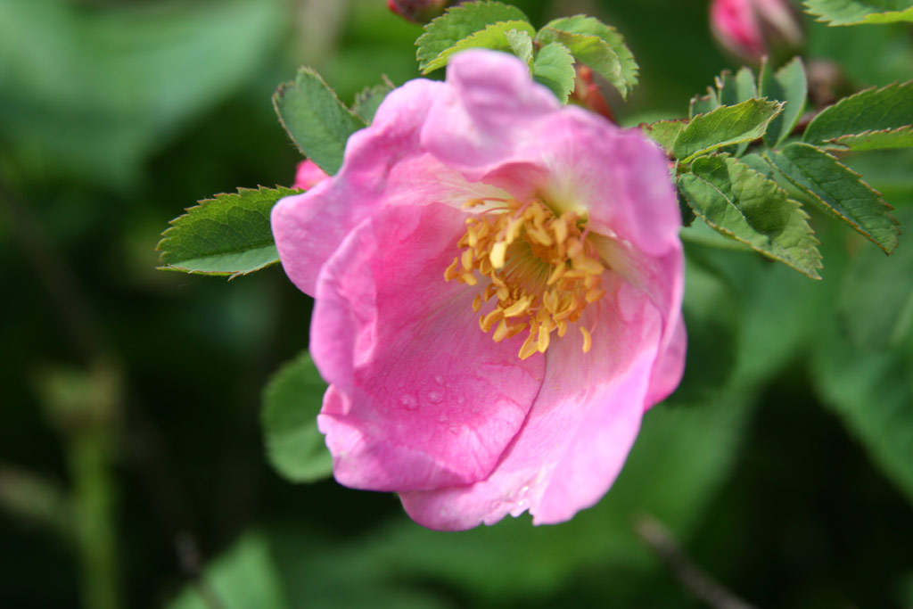 růže Rosa x reversa