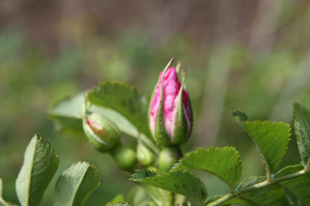 růže Rosa x reversa