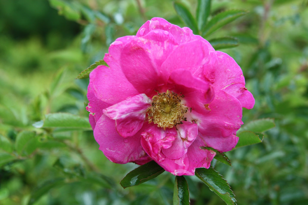 růže Rosa x rugotida