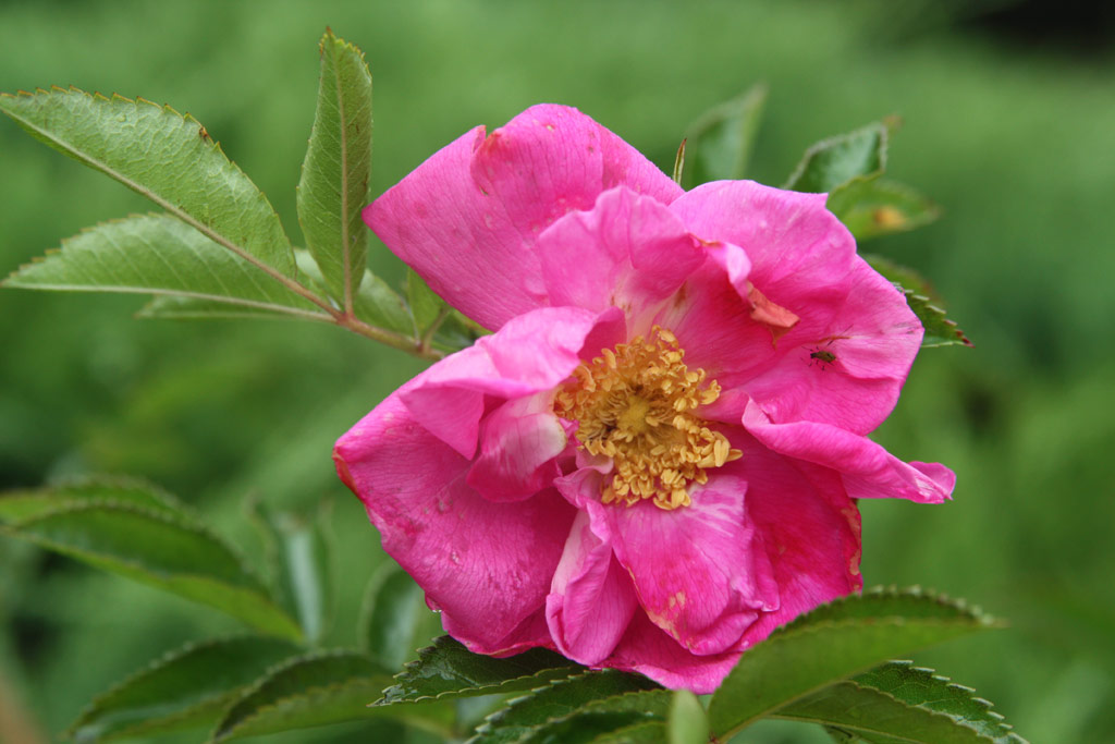 růže Rosa x rugotida