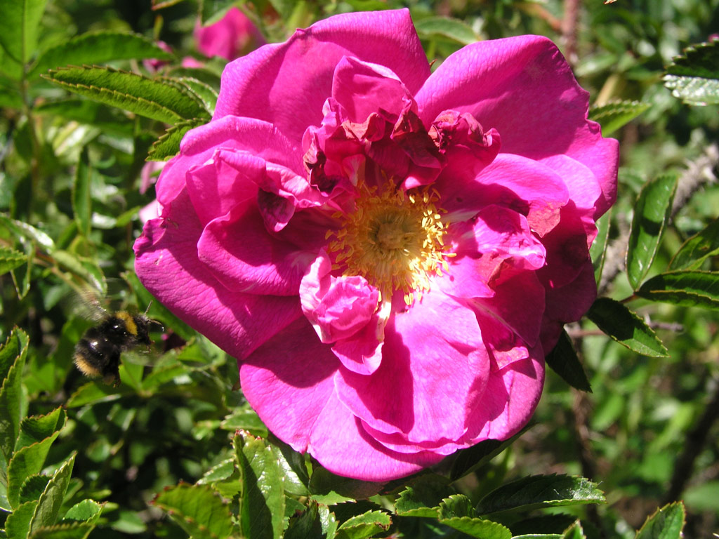 růže Rosa x rugotida