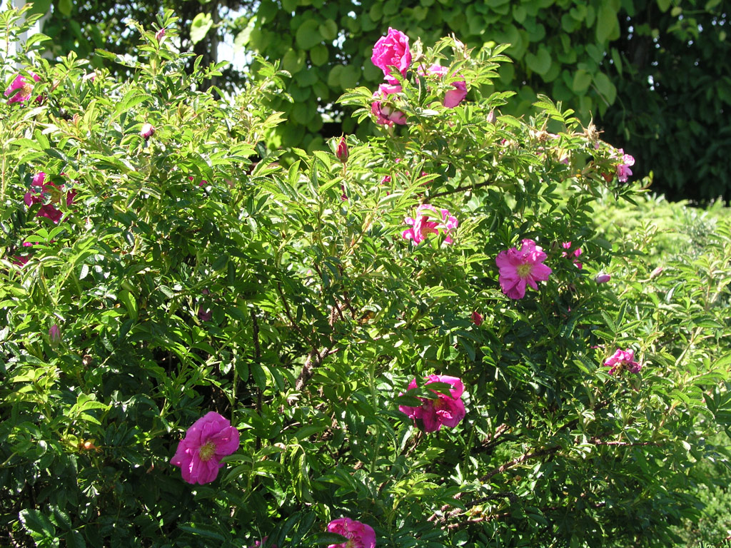 růže Rosa x rugotida