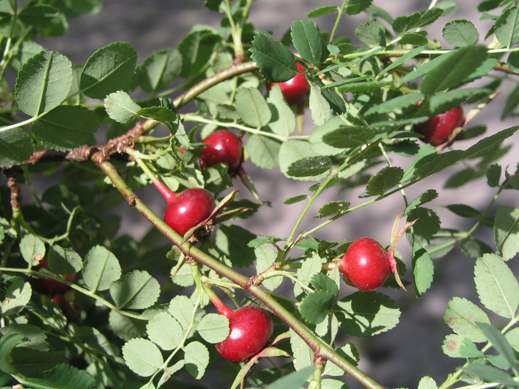 růže Rosa xanthina