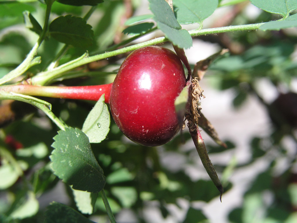 růže Rosa xanthina