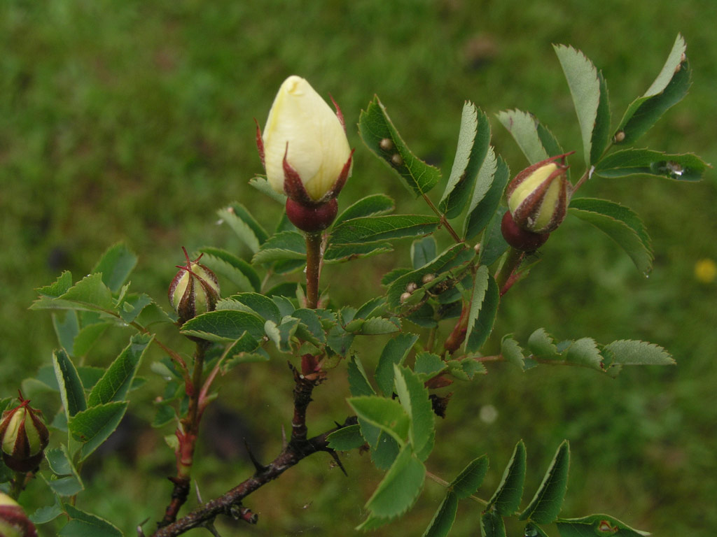 růže Rosa xanthina