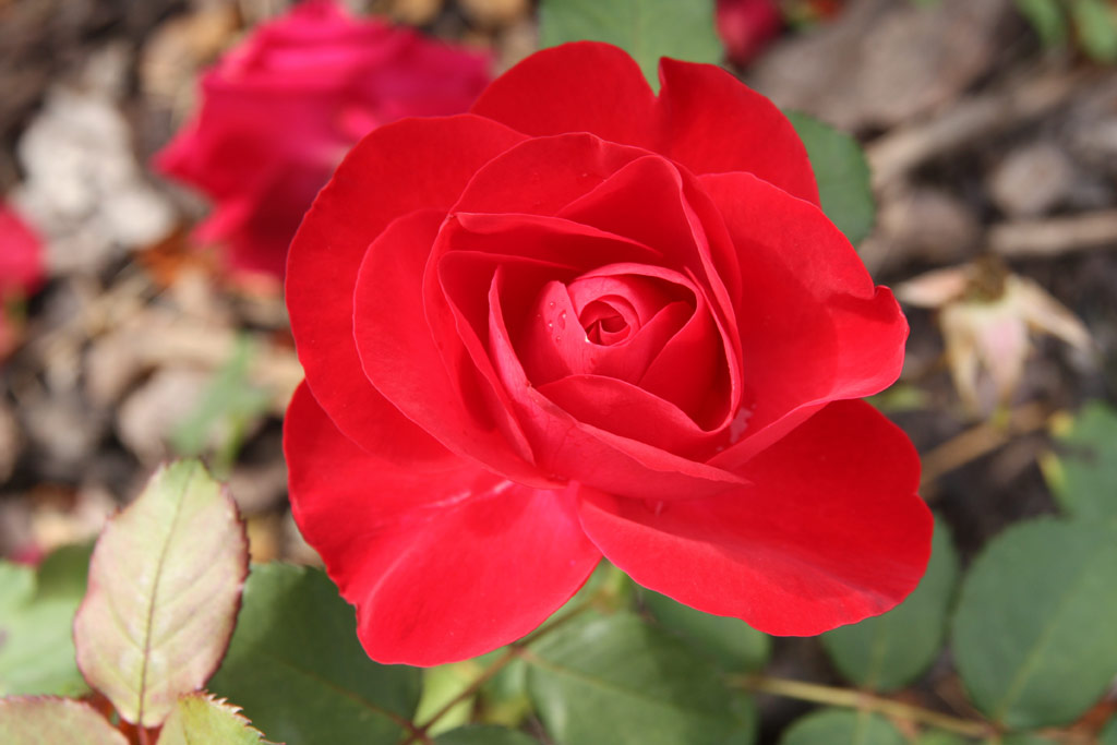 růže Rosali (Vde?)