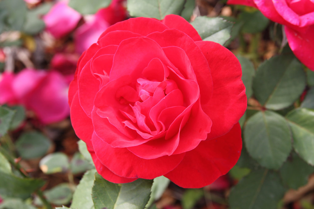 růže Rosali (Vde?)