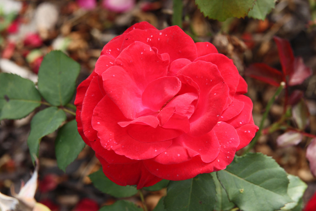 růže Rosali (Vde?)