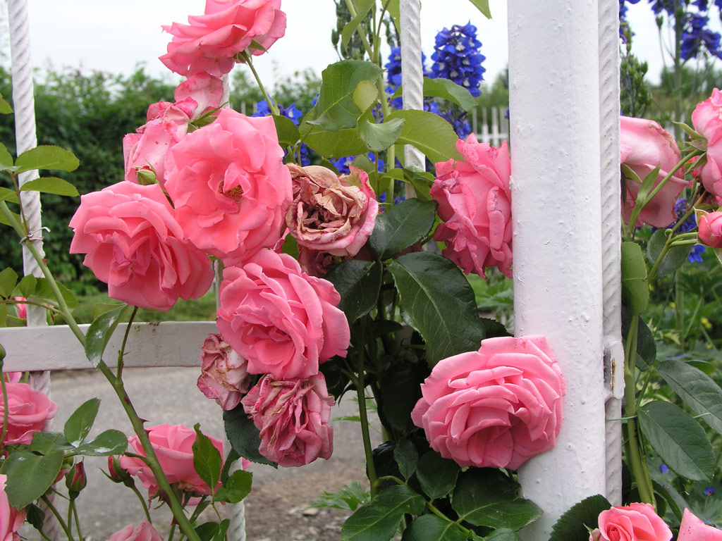 růže Rosanna (1982)