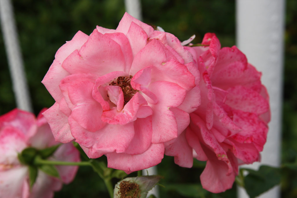 růže Rosanna (1982)