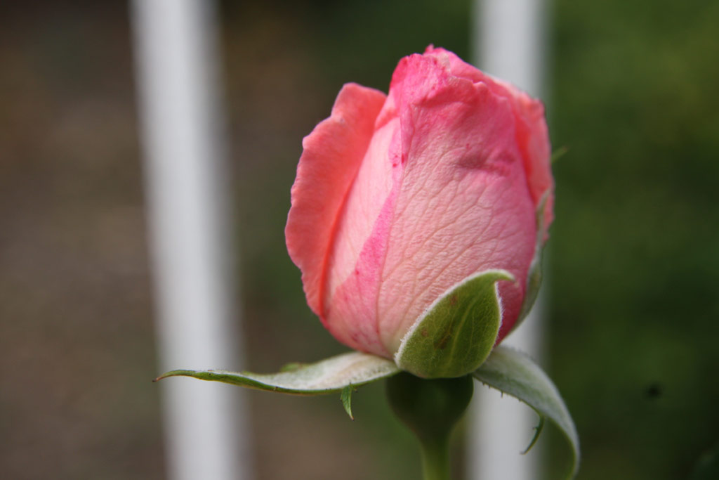 růže Rosanna (1982)