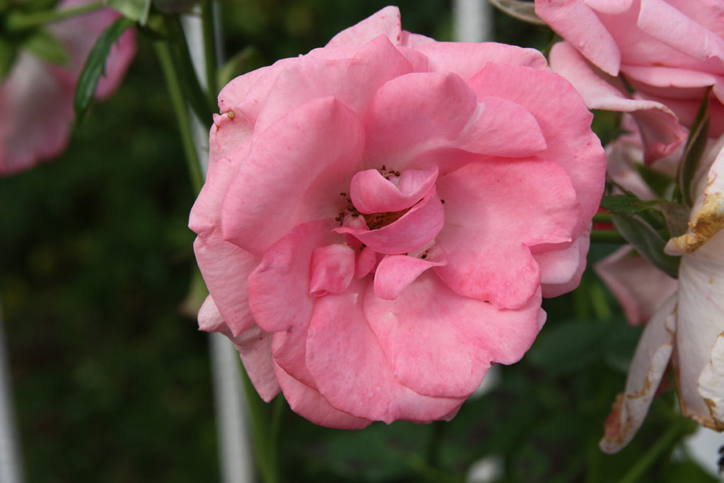 růže Rosanna (1982)