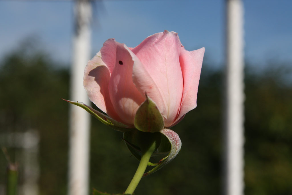 růže Rosanna (1982)