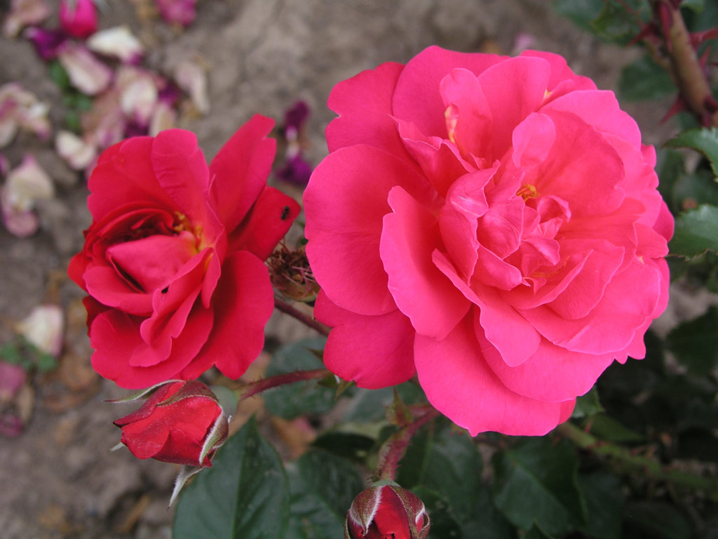 růže Rosarium Sangerhausen