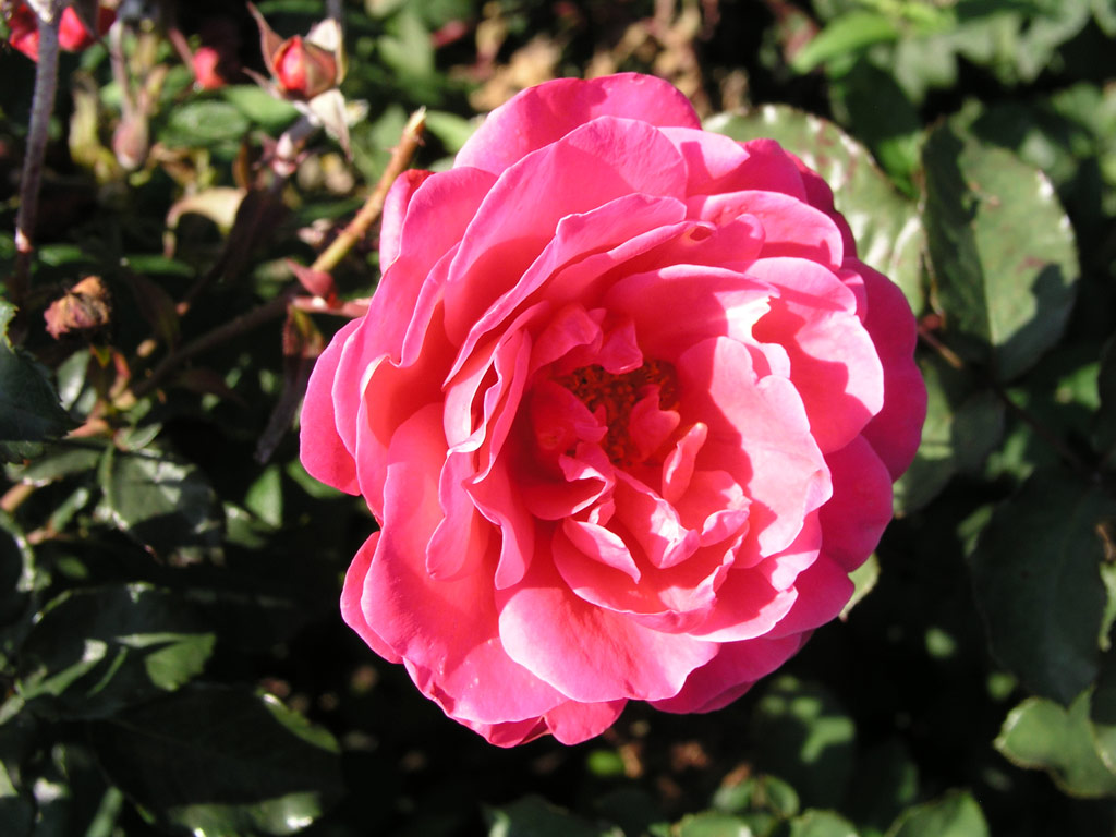 růže Rosarium Sangerhausen