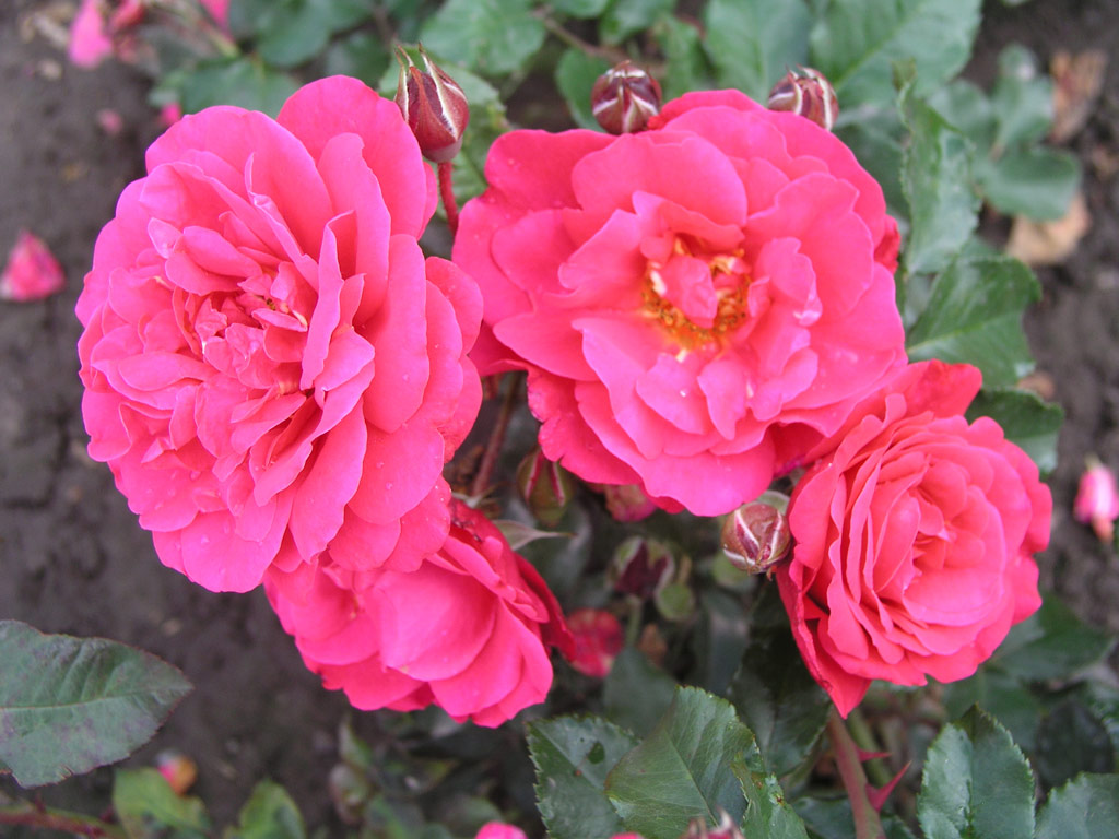 růže Rosarium Sangerhausen