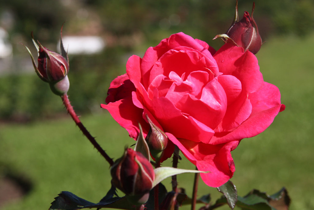 růže Rosarium Sangerhausen