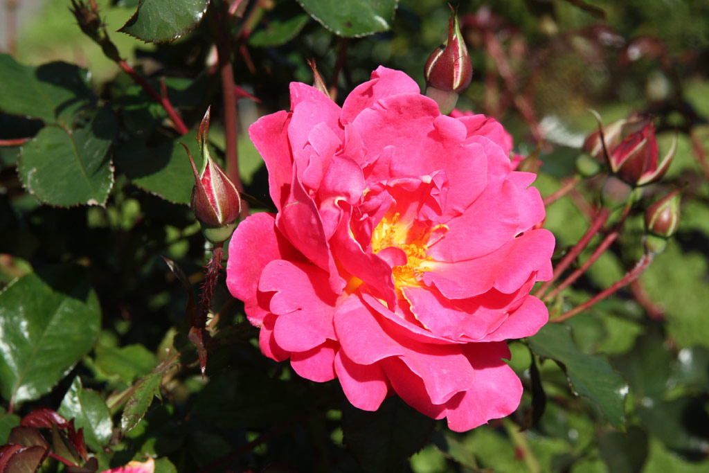 růže Rosarium Sangerhausen