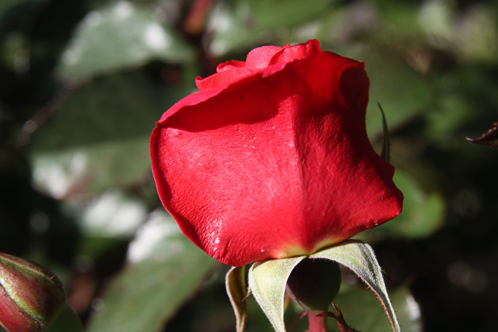růže Rosarium Sangerhausen