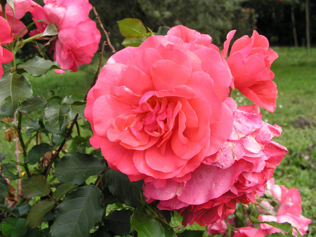 růže Rosarium Uetersen