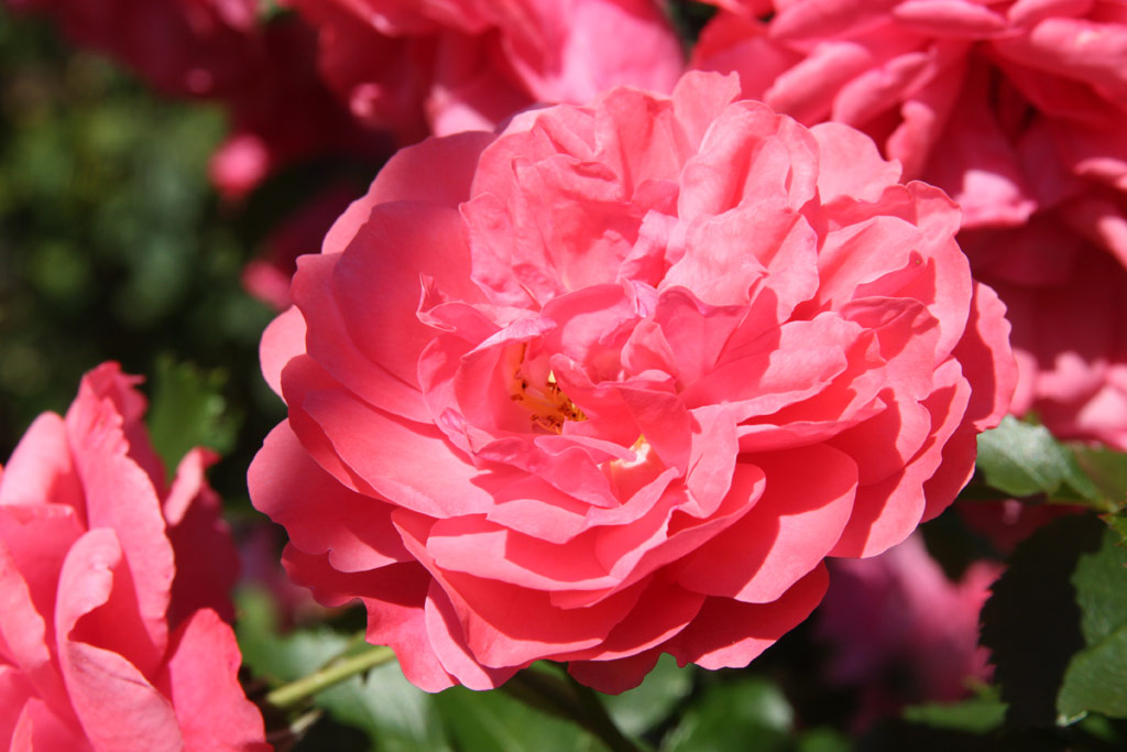 růže Rosarium Uetersen