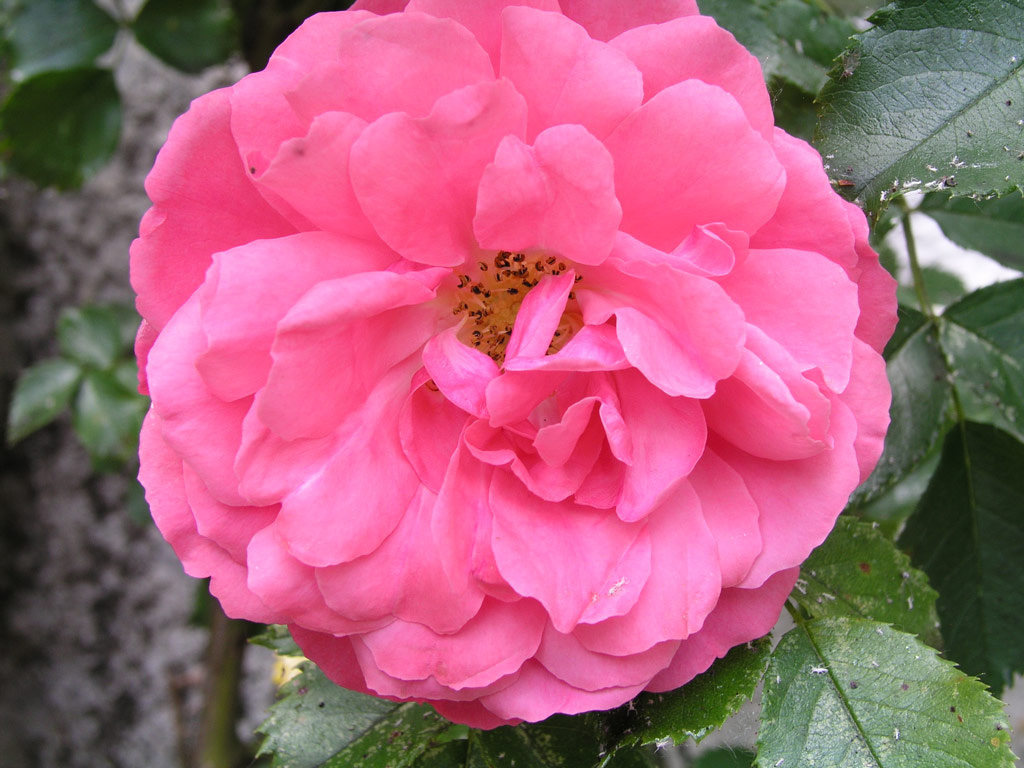 růže Rosarium Uetersen