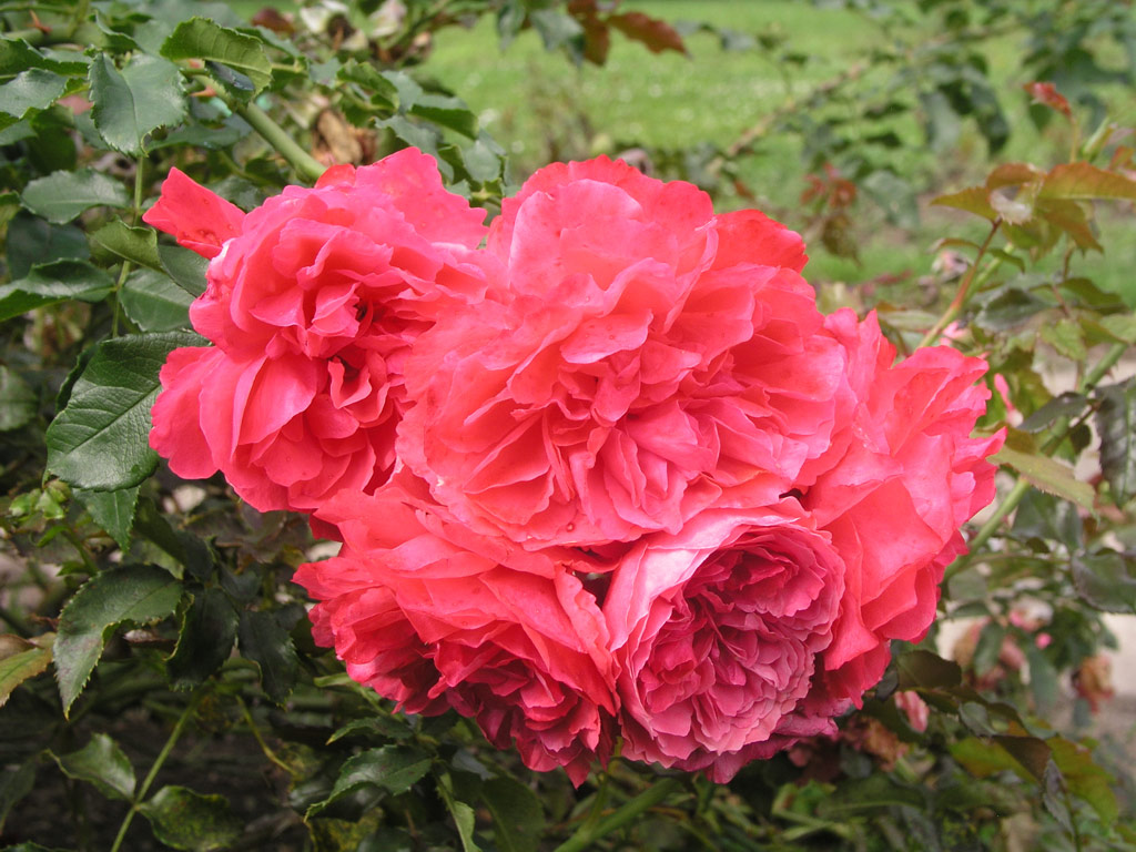 růže Rosarium Uetersen