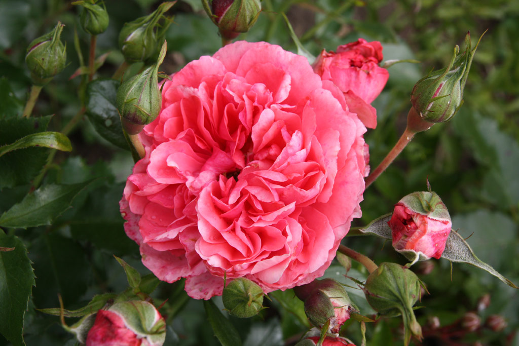 růže Rosarium Uetersen