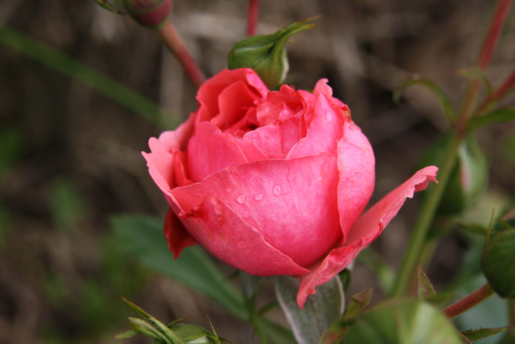 růže Rosarium Uetersen