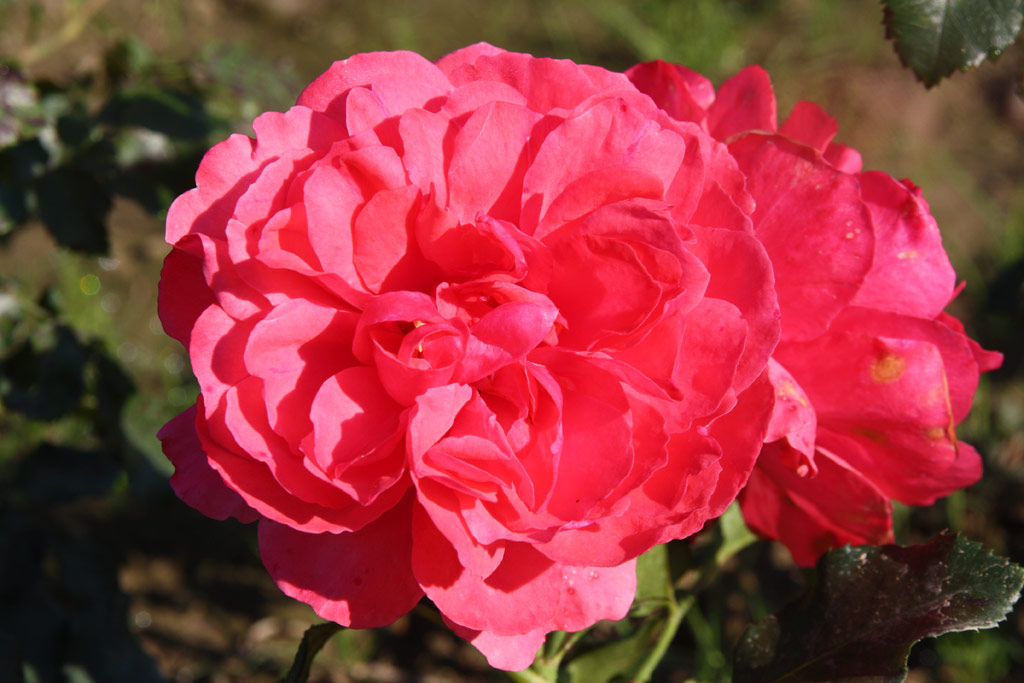 růže Rosarium Uetersen