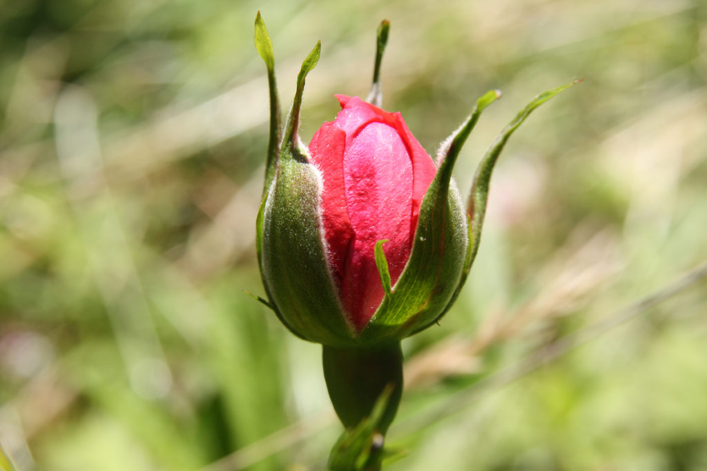 růže Rosarium Uetersen