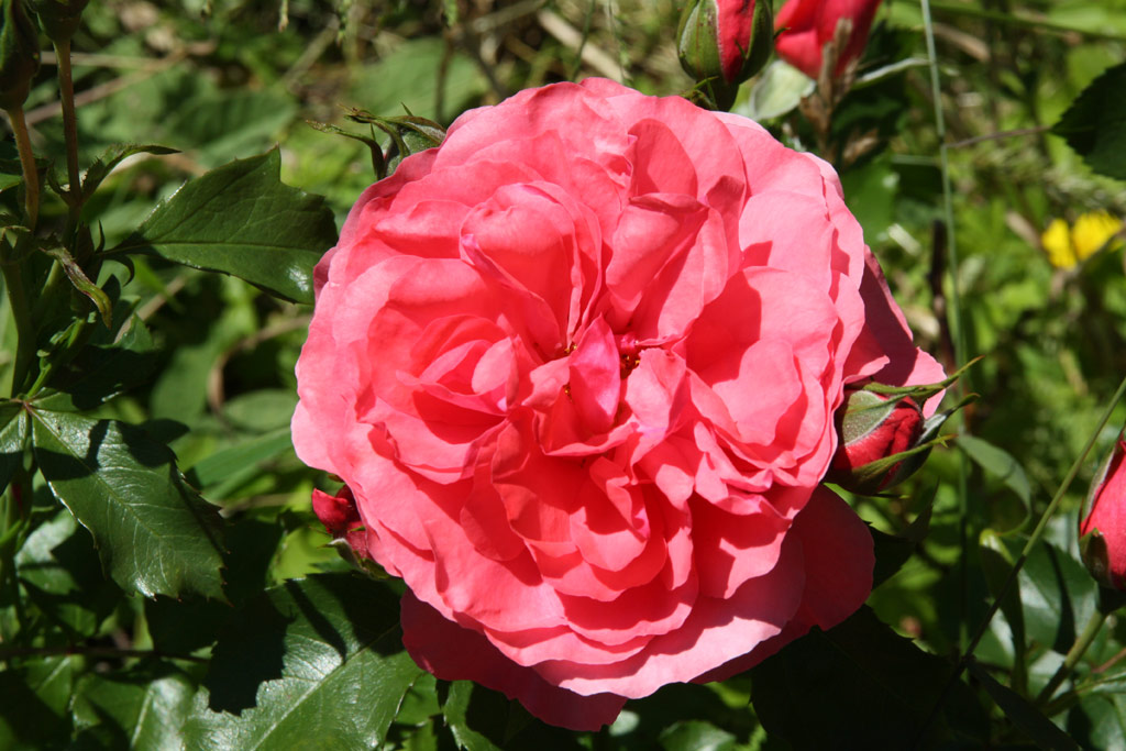 růže Rosarium Uetersen